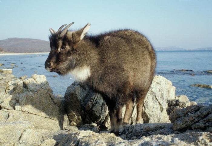 Амурский горал: редчайший житель скал (7 фото)