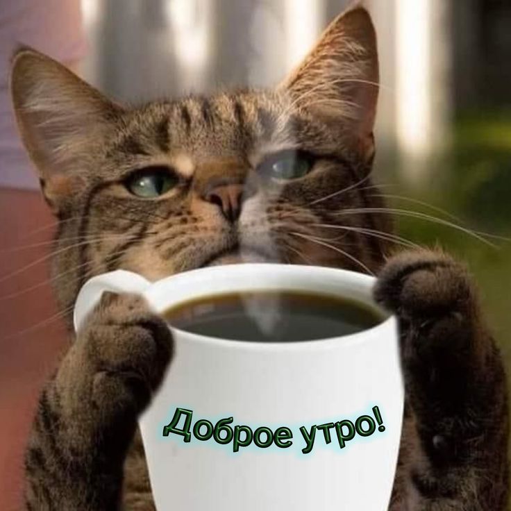 Утренние котики для отличного настроения (30 фото)