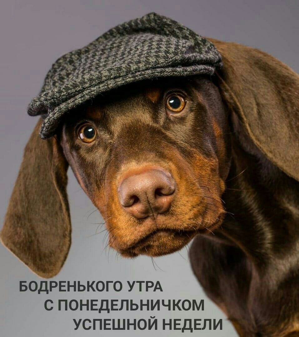 Для отличного понедельника (30 фото)